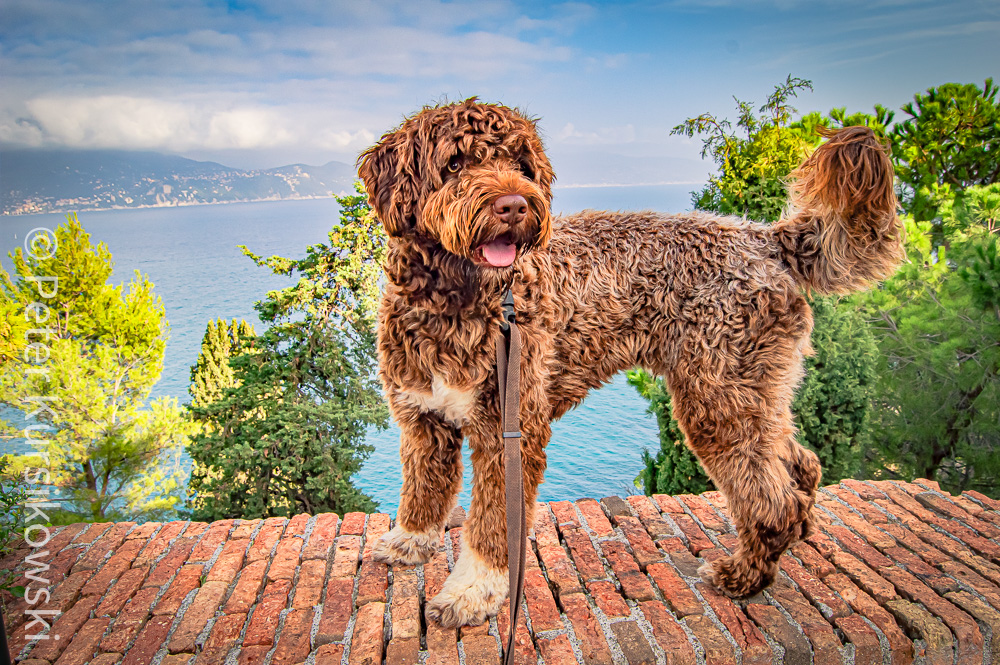 Der portugiesische Wasserhund hatte auch seinen Spaß