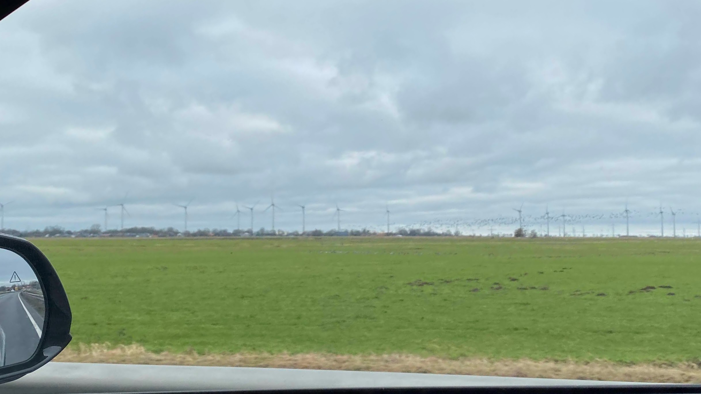 Die Gänse kommen aus dem Winterquartier?