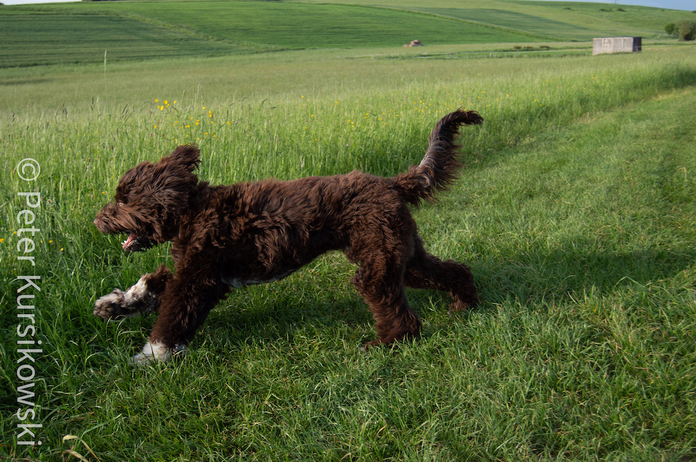 Joschka als das Gras in diesem Jahr noch hoch und grün war.