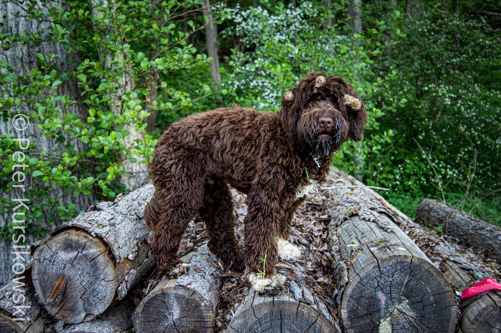 Joschka mit Lockenwicklern. Meine Güte, das gab Ärger zu Hause.