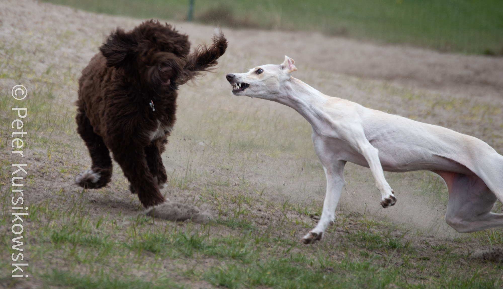 Joschka auf dem Hundeplatz in Duhnen. Die Windhunde sind doch ein wenig schneller.