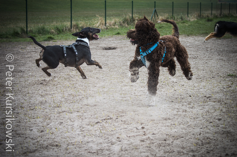 Joschka macht ein Tänzchen.