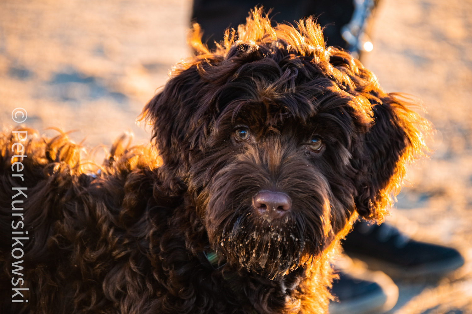 Joschka die Sonne im Gesicht.